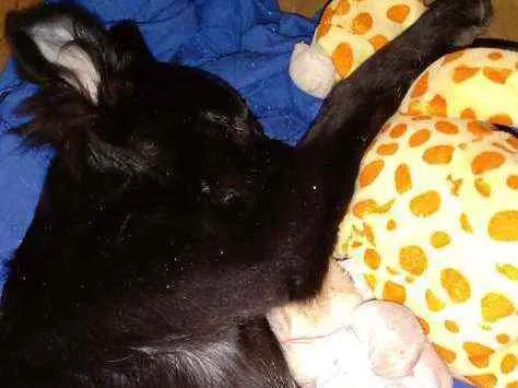 Cachorro ra a RND idade 2 a 6 meses nome Letícia