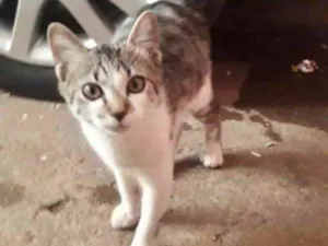 Gato raça SRD idade 2 a 6 meses nome Ísis 