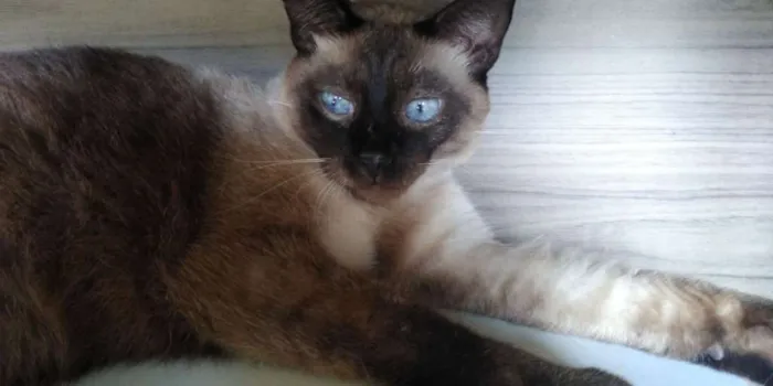 Gato raça SRD-ViraLata idade 2 anos nome Toy