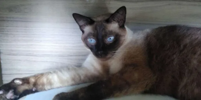 Gato raça SRD-ViraLata idade 2 anos nome Toy
