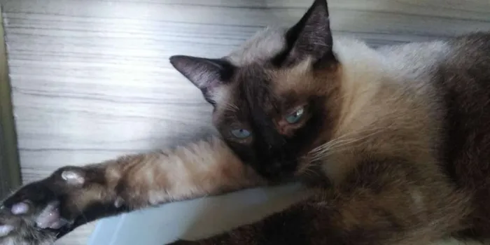 Gato raça SRD-ViraLata idade 2 anos nome Toy
