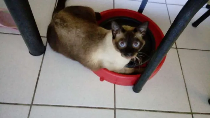 Gato raça SRD-ViraLata idade 2 anos nome Toy