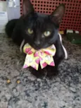 Pretinha