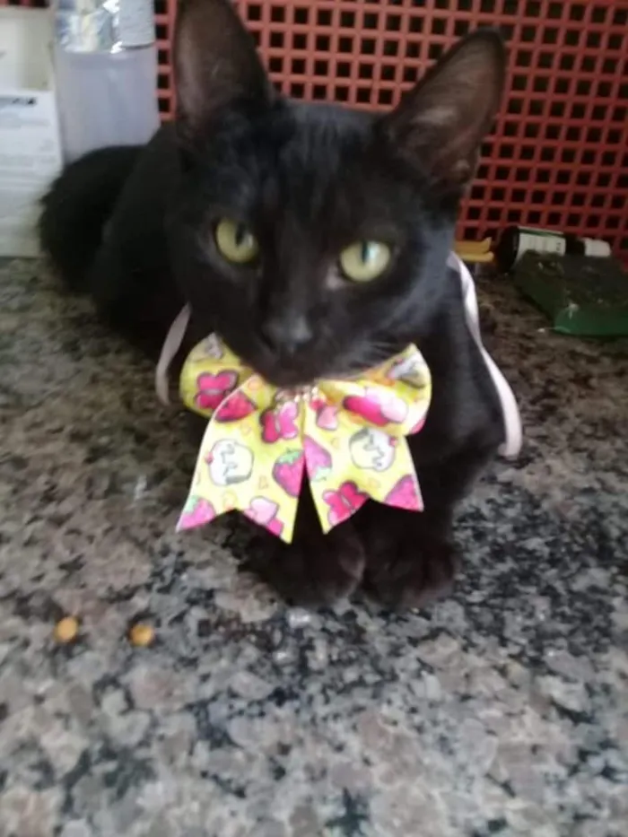 Gato raça SRD-ViraLata idade 2 a 6 meses nome Pretinha