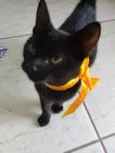 Pretinha