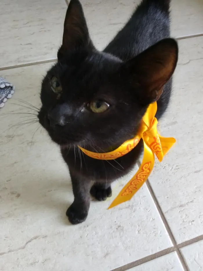 Gato raça SRD-ViraLata idade 2 a 6 meses nome Pretinha
