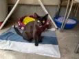 Pretinha