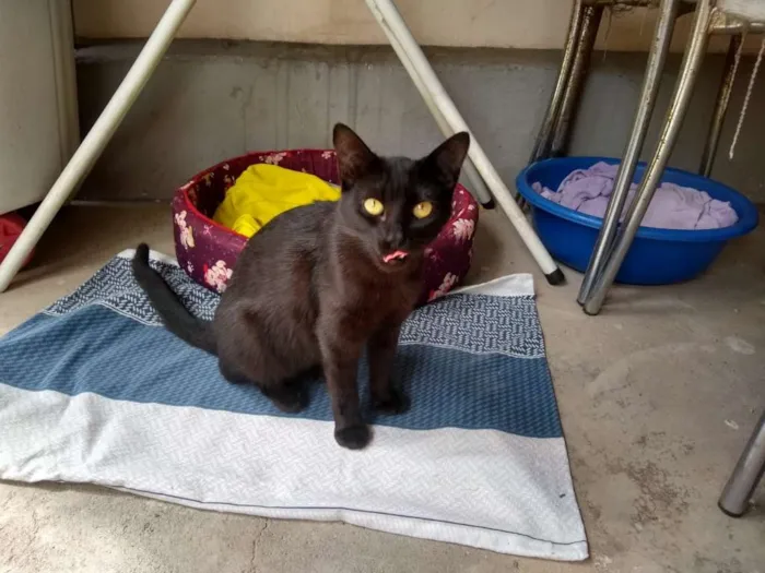 Gato raça SRD-ViraLata idade 2 a 6 meses nome Pretinha