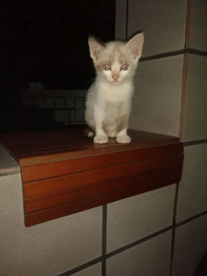 Gato raça SRD idade 2 a 6 meses nome Lindinha