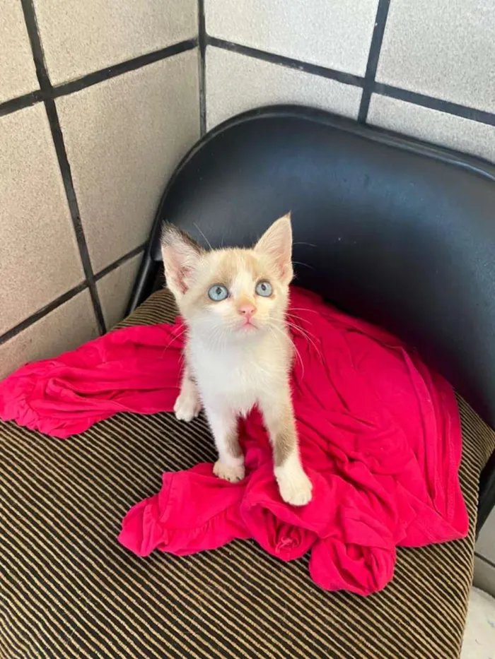 Gato raça SRD idade 2 a 6 meses nome Lindinha