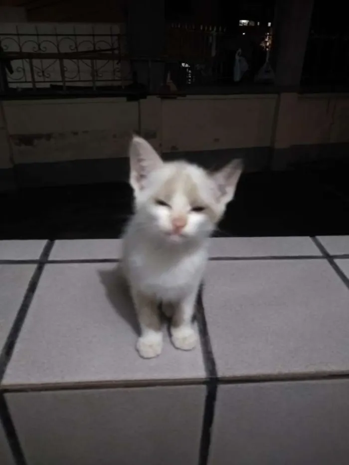 Gato raça SRD idade 2 a 6 meses nome Lindinha