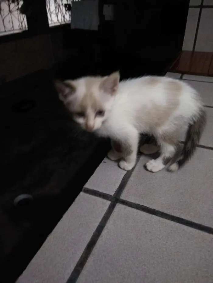 Gato raça SRD idade 2 a 6 meses nome Lindinha