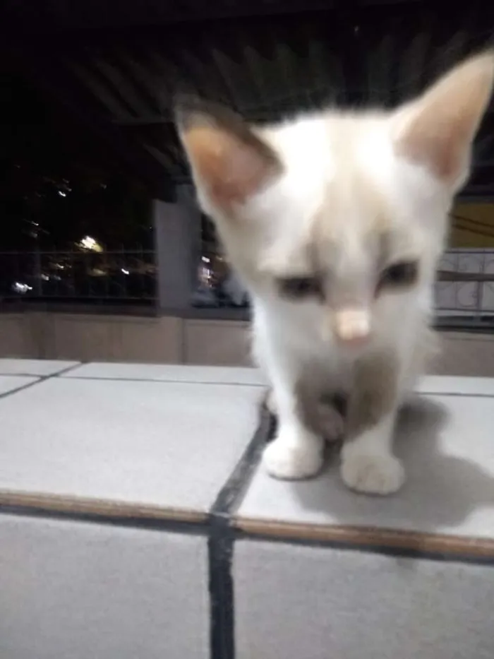 Gato raça SRD idade 2 a 6 meses nome Lindinha