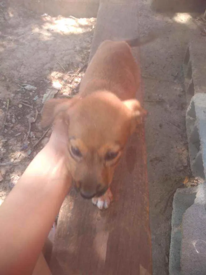 Cachorro ra a Raca indefinida  idade Abaixo de 2 meses nome Sem nome