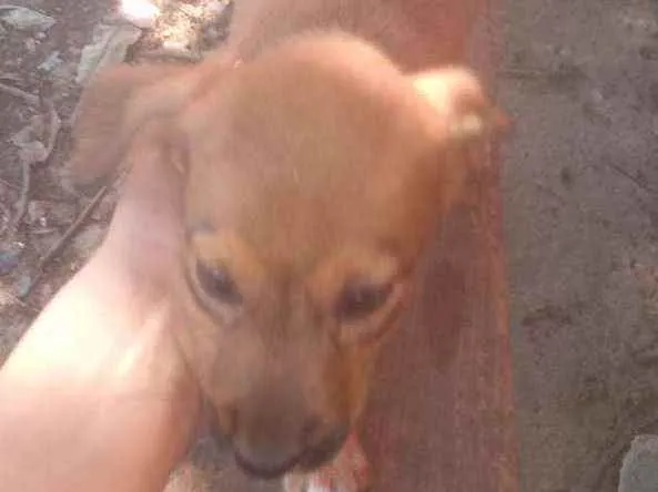 Cachorro ra a Raca indefinida  idade Abaixo de 2 meses nome Sem nome