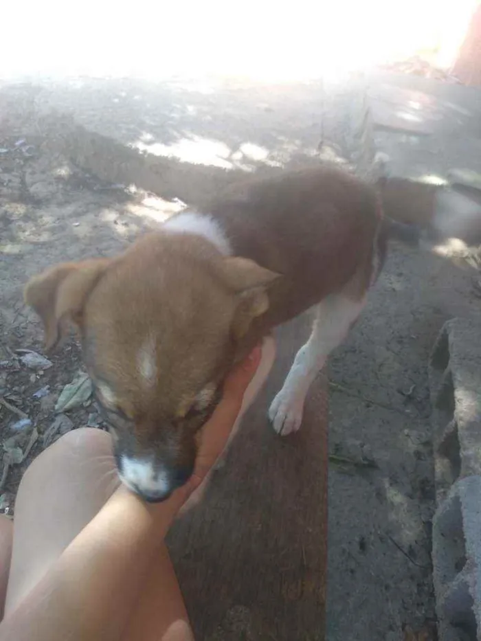 Cachorro ra a Raca indefinida  idade Abaixo de 2 meses nome Sem nome