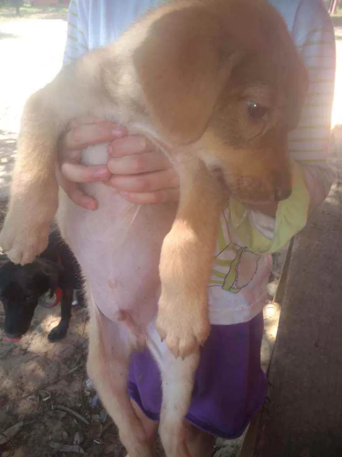 Cachorro ra a Raca indefinida  idade Abaixo de 2 meses nome Sem nome