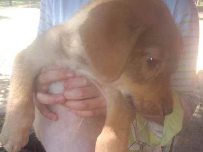 Cachorro ra a Raca indefinida  idade Abaixo de 2 meses nome Sem nome