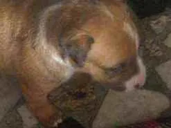 Cachorro ra a Pull terrier c viralada idade Abaixo de 2 meses nome Filhote