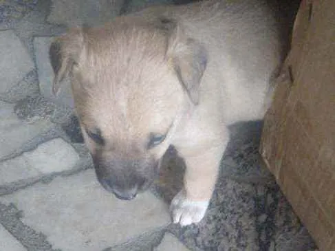 Cachorro ra a Pull terrier c viralada idade Abaixo de 2 meses nome Filhote