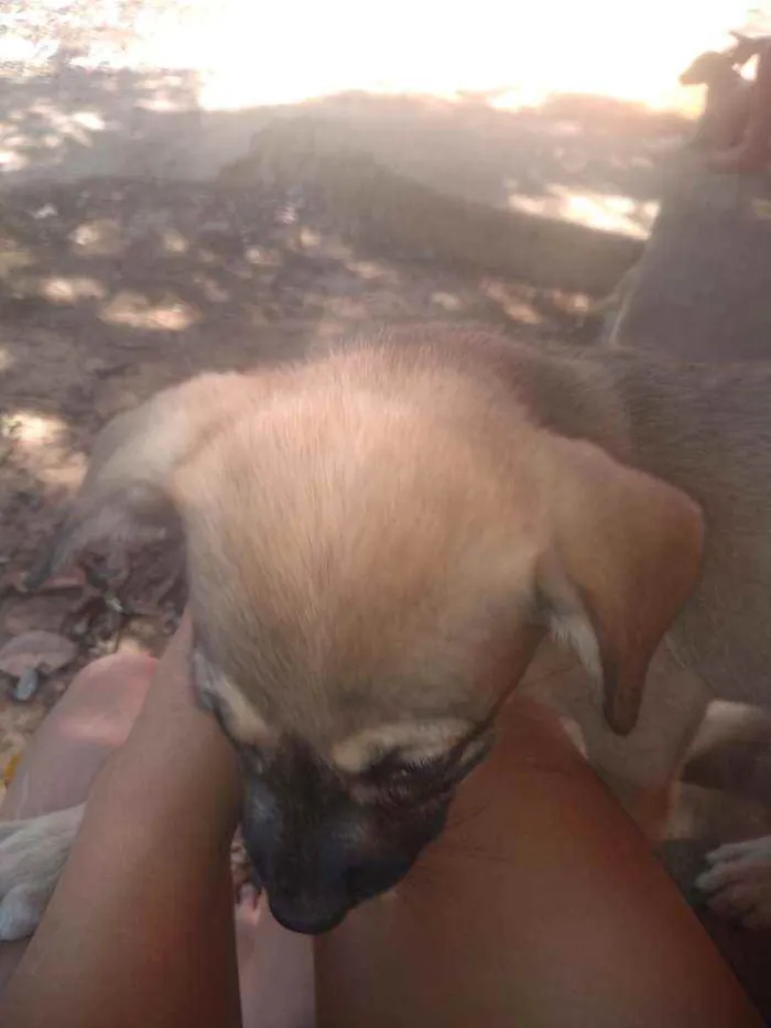 Cachorro ra a Raca indefinida  idade Abaixo de 2 meses nome Sem nome