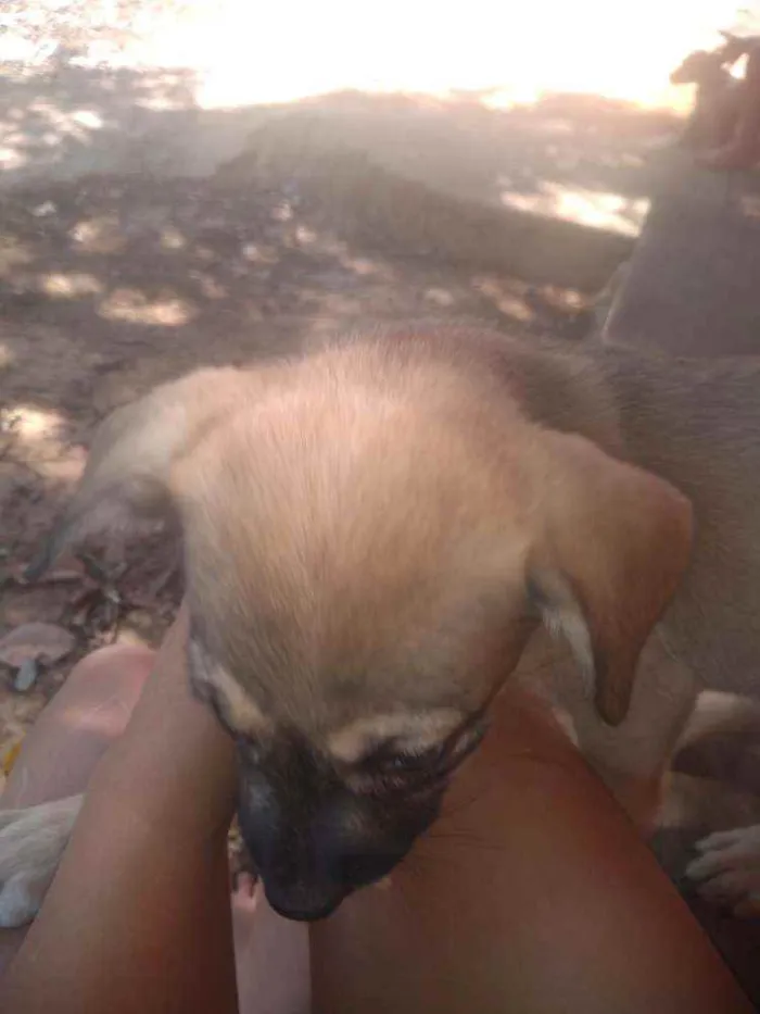 Cachorro ra a Raca indefinida  idade Abaixo de 2 meses nome Sem nome