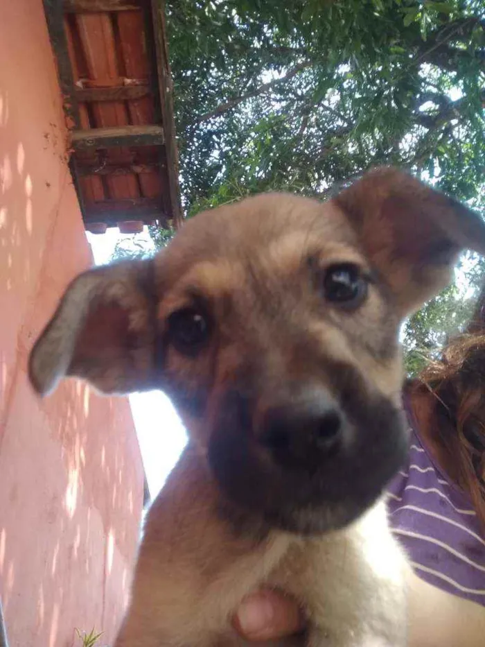 Cachorro ra a Raca indefinida  idade Abaixo de 2 meses nome Sem nome