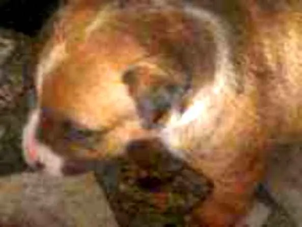 Cachorro ra a Pull terrier c viralada idade Abaixo de 2 meses nome Filhote