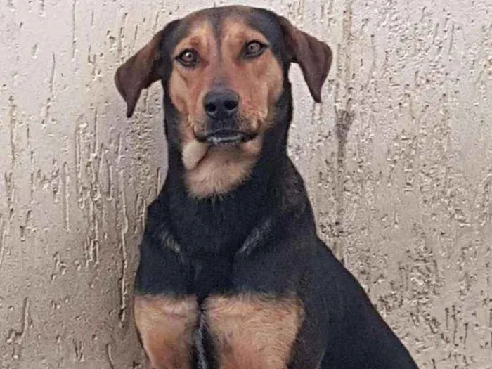 Cachorro ra a Vira-lata aparência Rottweiler idade 4 anos nome Kira 