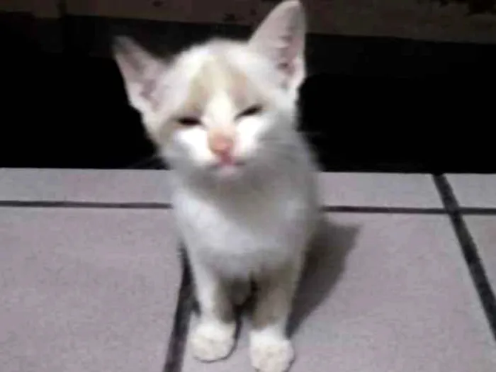 Gato raça SRD idade 2 a 6 meses nome Lindinha
