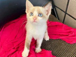 Gato raça SRD idade 2 a 6 meses nome Lindinha