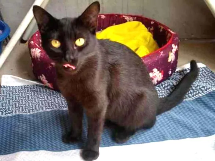 Gato raça SRD-ViraLata idade 2 a 6 meses nome Pretinha