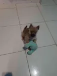 Teddy