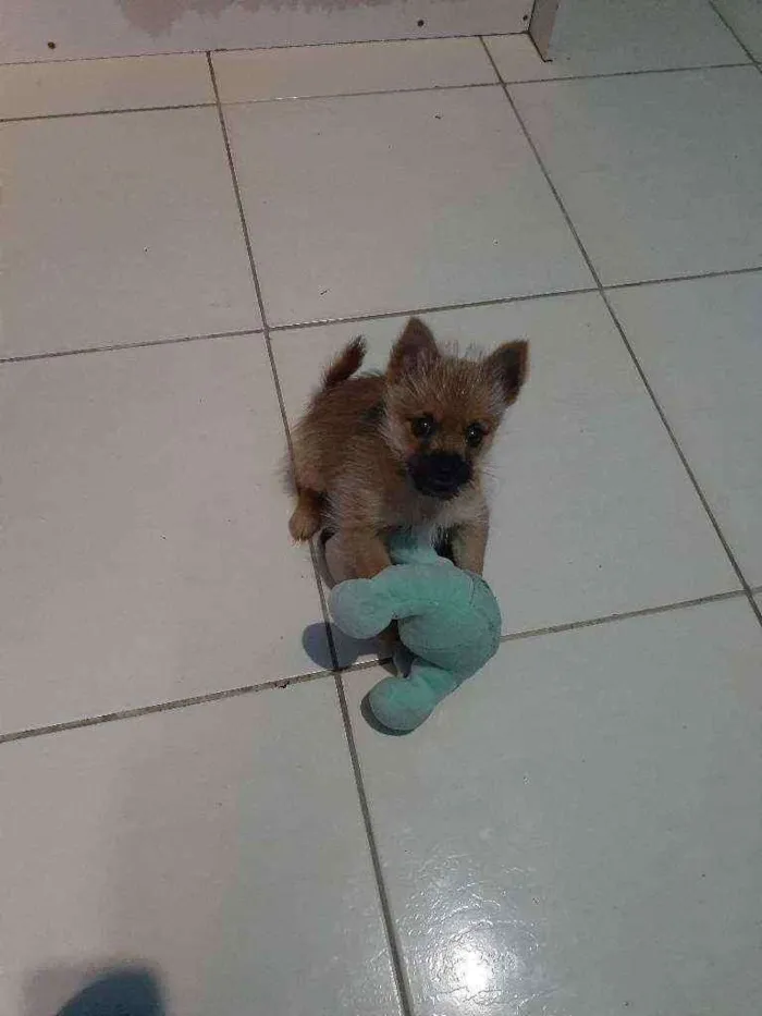 Cachorro ra a vira-lata idade 2 a 6 meses nome Teddy