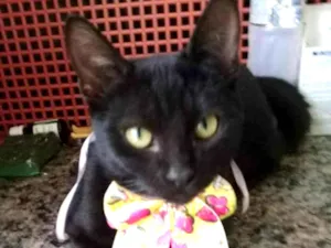 Gato raça SRD-ViraLata idade 2 a 6 meses nome Pretinha