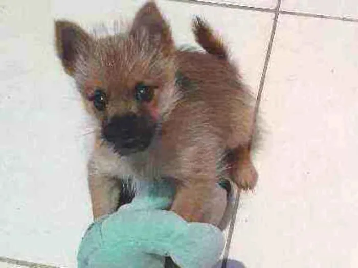 Cachorro ra a vira-lata idade 2 a 6 meses nome Teddy