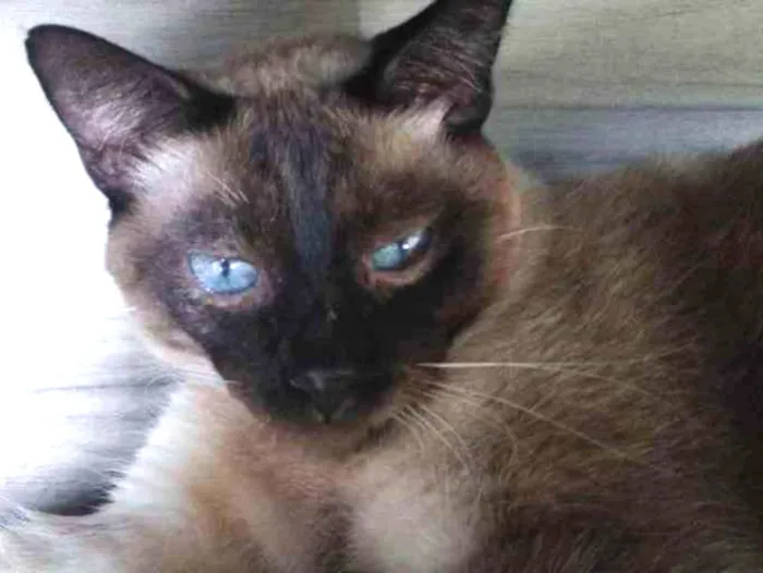 Gato raça SRD-ViraLata idade 2 anos nome Toy