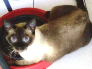 Gato raça SRD-ViraLata idade 2 anos nome Toy