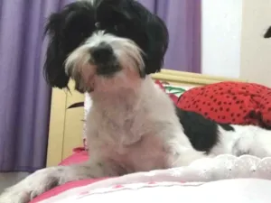 Cachorro raça  idade 3 anos nome Belinha