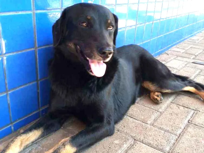 Cachorro raça mix idade  nome chocolate 