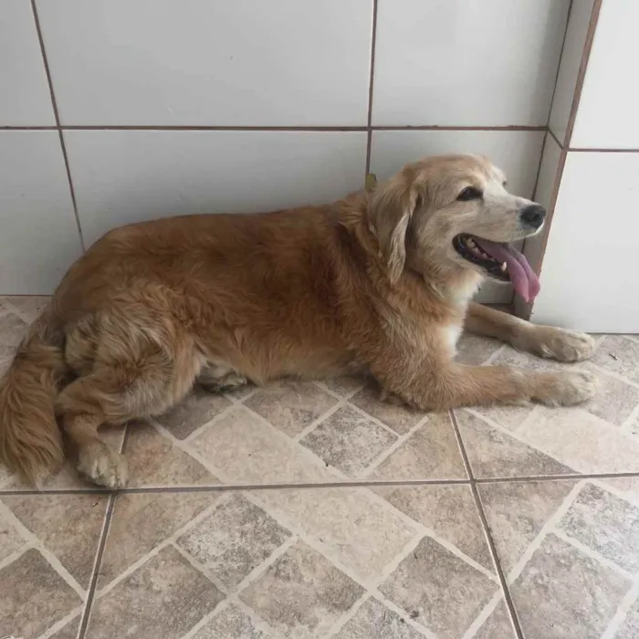 Cachorro ra a Parece um golden  idade 4 anos nome Não sei gente