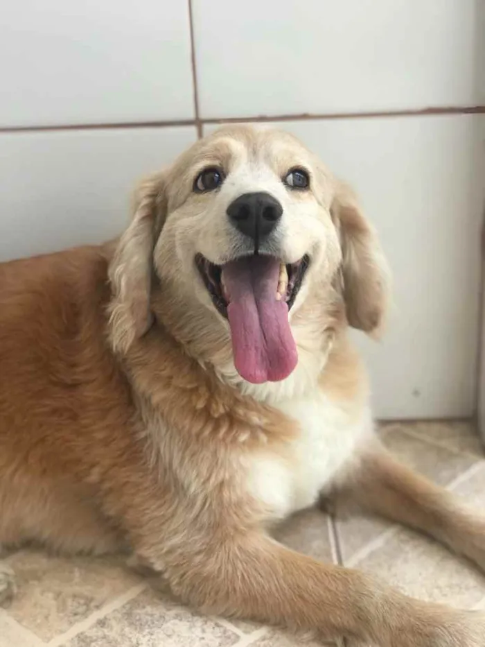Cachorro ra a Parece um golden  idade 4 anos nome Não sei gente