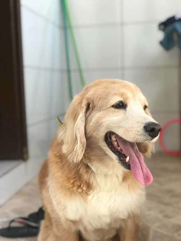 Cachorro ra a Parece um golden  idade 4 anos nome Não sei gente