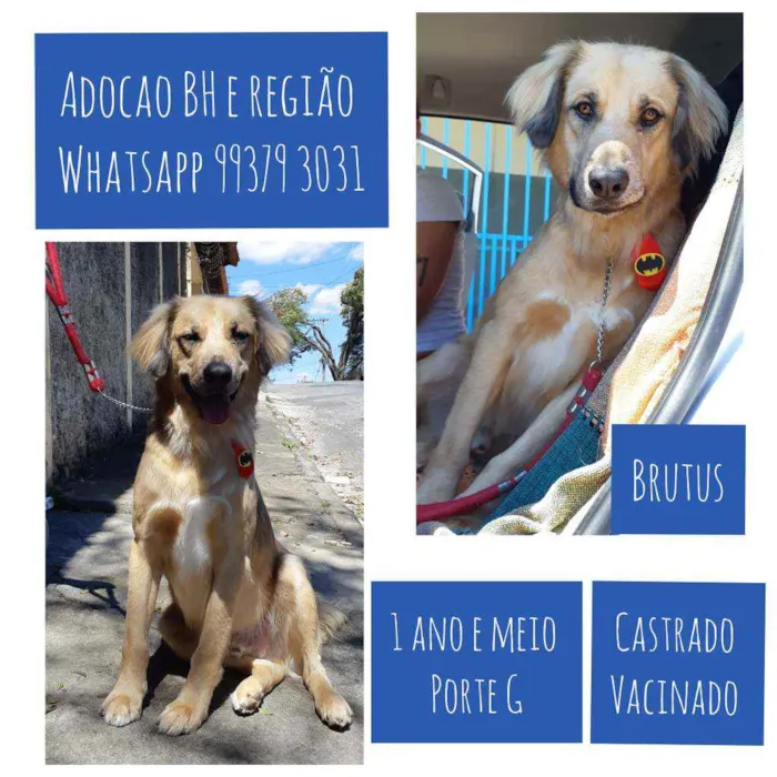 Cachorro raça SRD idade 1 ano nome Brutus 