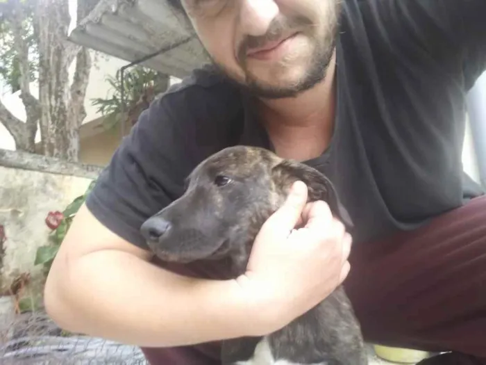Cachorro ra a srd, porte médio  idade 2 a 6 meses nome Elvira