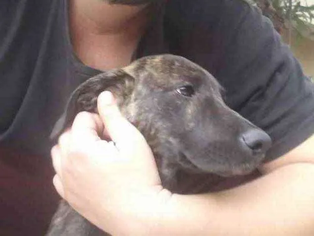 Cachorro ra a srd, porte médio  idade 2 a 6 meses nome Elvira