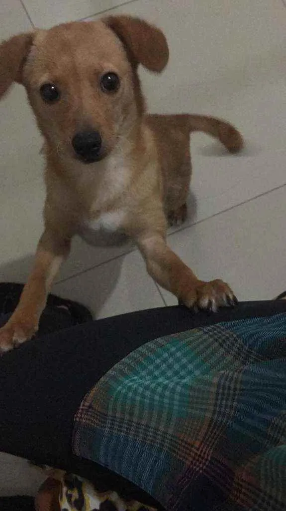 Cachorro ra a Vira-lata idade 2 a 6 meses nome Catarina