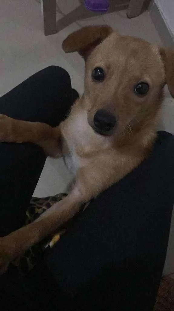 Cachorro ra a Vira-lata idade 2 a 6 meses nome Catarina