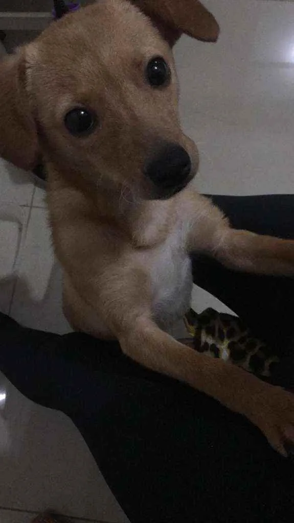 Cachorro ra a Vira-lata idade 2 a 6 meses nome Catarina