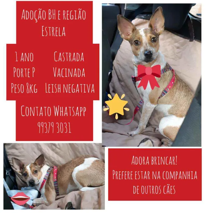 Cachorro raça SRD idade 1 ano nome Estrela